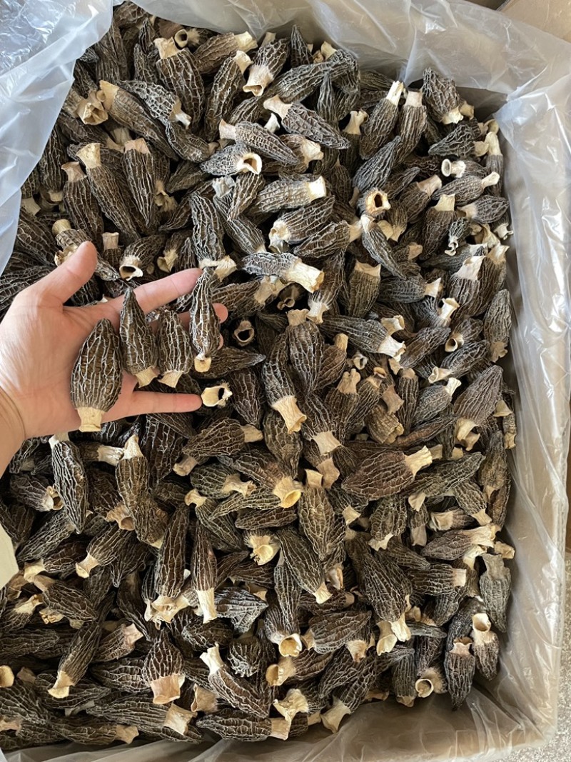 羊肚菌特产干货半斤起批发