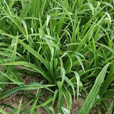 大花萱草苗圃基地直发一手货源价格优惠欢迎选购