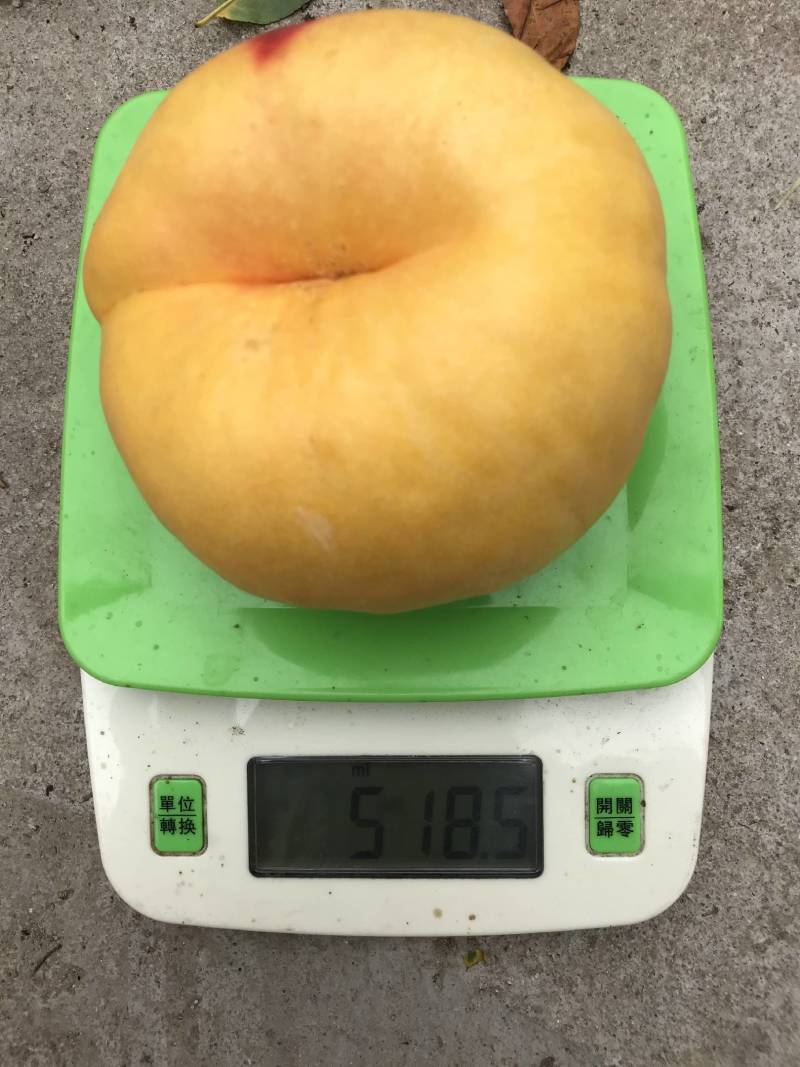 油蟠7号（自花授粉，硬度大，丰产，口味浓甜）