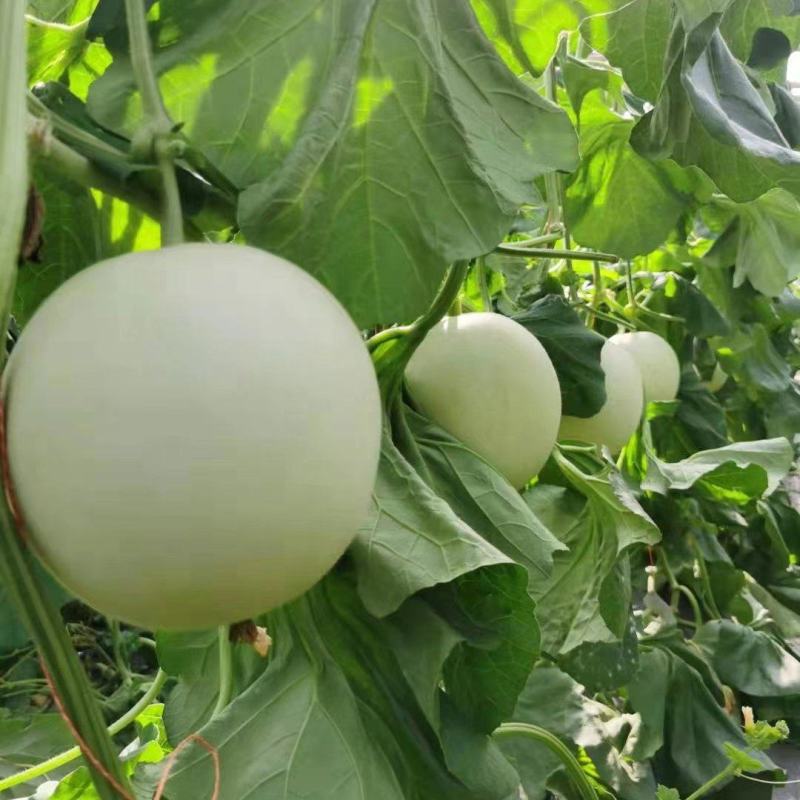 冰清玉菇，软糯香甜可口，我们以真诚的服务欢迎新老客户合作