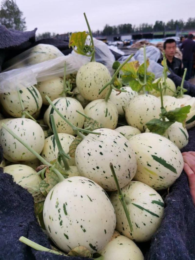 冰清玉菇，软糯香甜可口，我们以真诚的服务欢迎新老客户合作