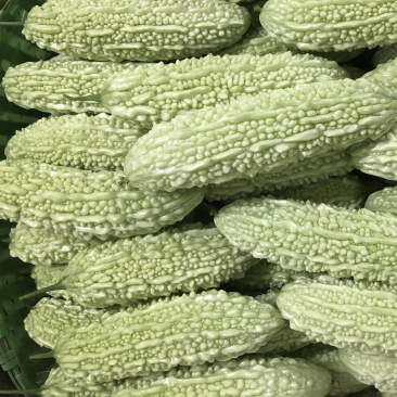 万亩精品白珍珠苦瓜绿珍珠苦瓜油身苦瓜大量供应。