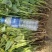 开始大量供应脱毒原种红薯苗，品种齐全。