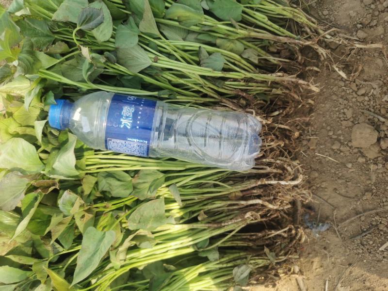 开始大量供应脱毒原种红薯苗，品种齐全。