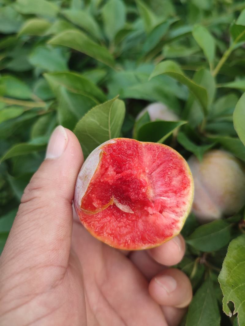 芙蓉李大量供货，个头均称，肉色鲜红，口感纯甜，无涩味