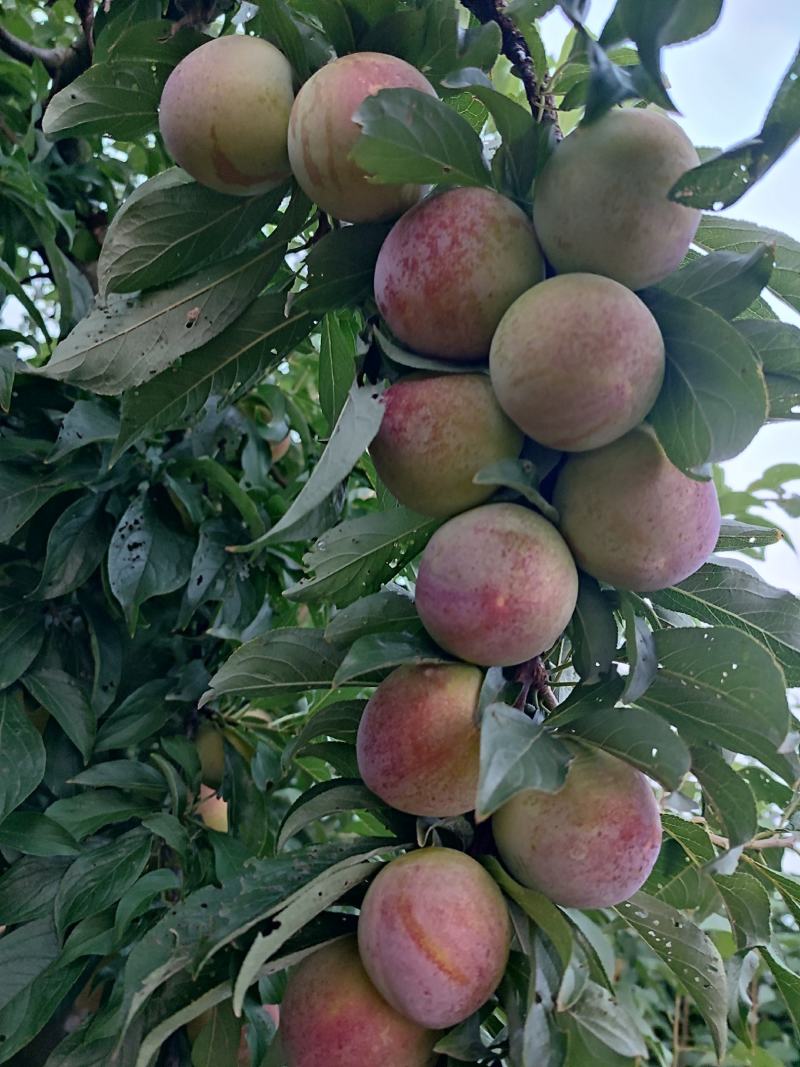 芙蓉李大量供货，个头均称，肉色鲜红，口感纯甜，无涩味