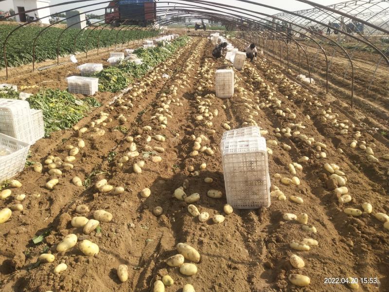 肥城大棚荷兰十五土豆大量上市，货源充足，品质保证，全国发