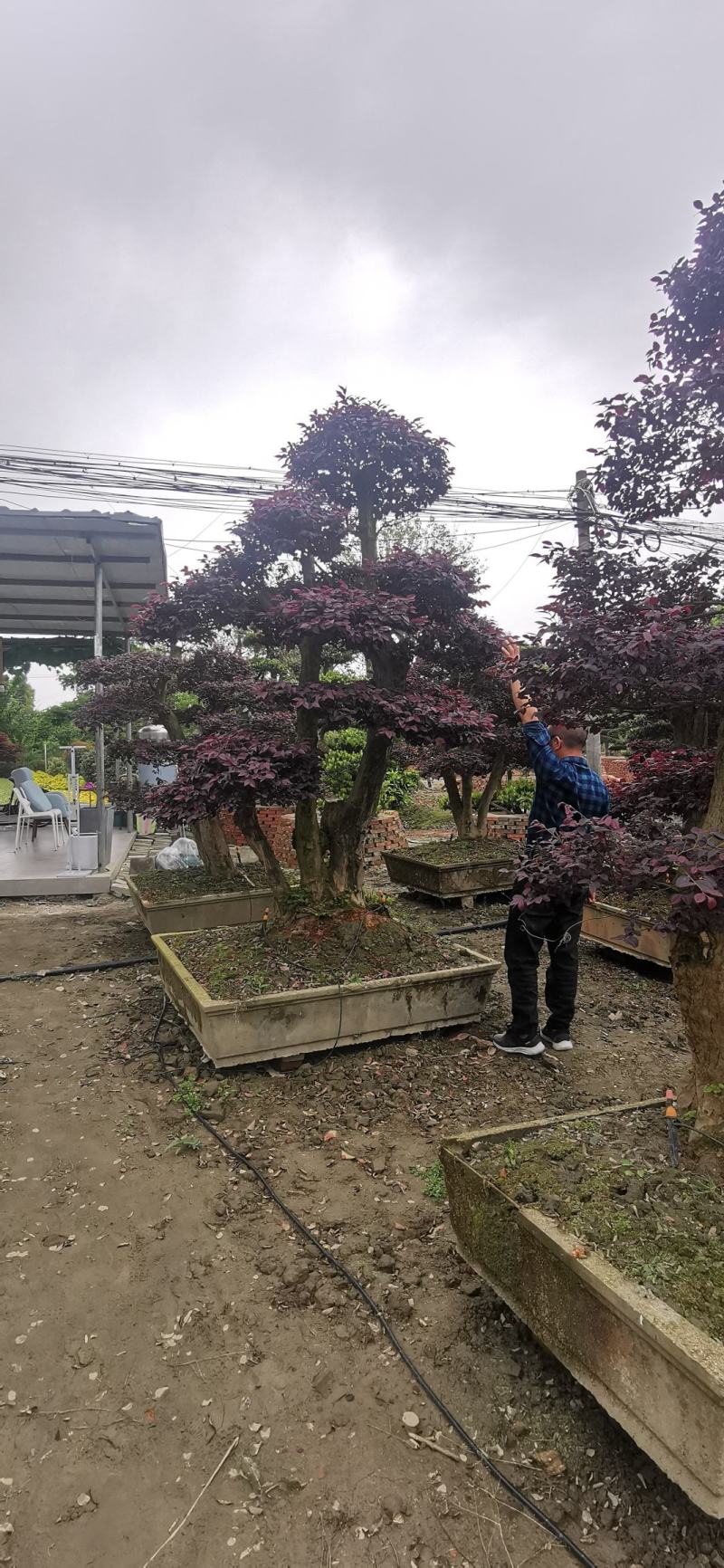 基地直销各规格精品造型红继木桩头，欢迎实地考察