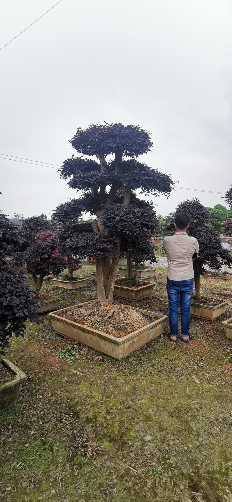 基地直销各规格精品造型红继木桩头，欢迎实地考察