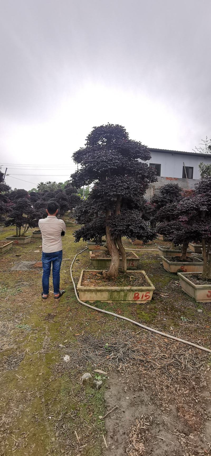 基地直销各规格精品造型红继木桩头，欢迎实地考察