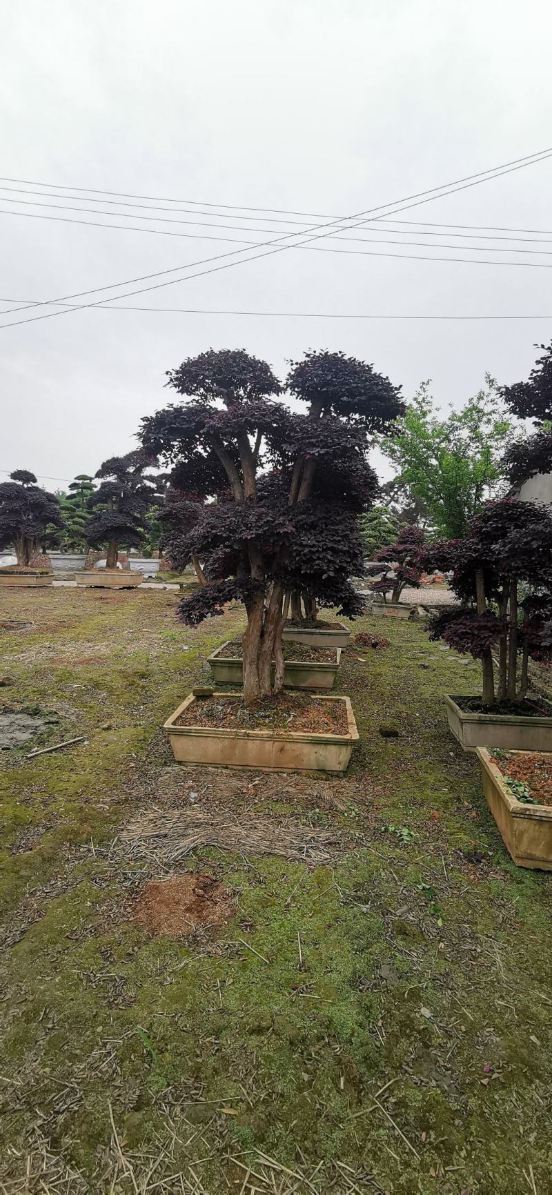 基地直销各规格精品造型红继木桩头，欢迎实地考察