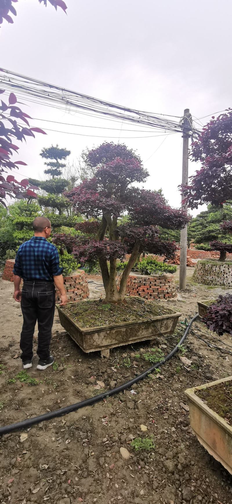 基地直销各规格精品造型红继木桩头，欢迎实地考察