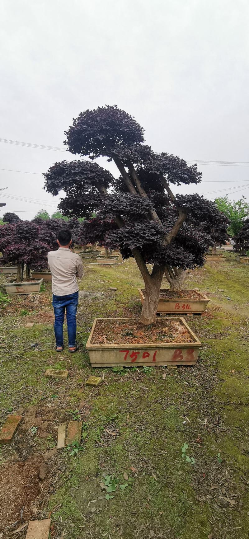 基地直销各规格精品造型红继木桩头，欢迎实地考察