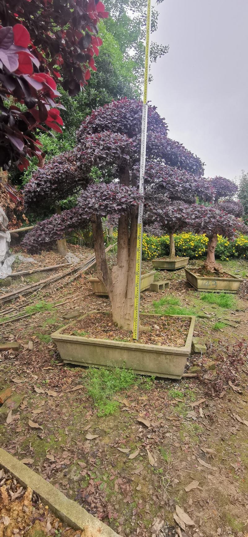 基地直销各规格精品造型红继木桩头，欢迎实地考察