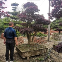 基地直销各规格精品造型红继木桩头，欢迎实地考察