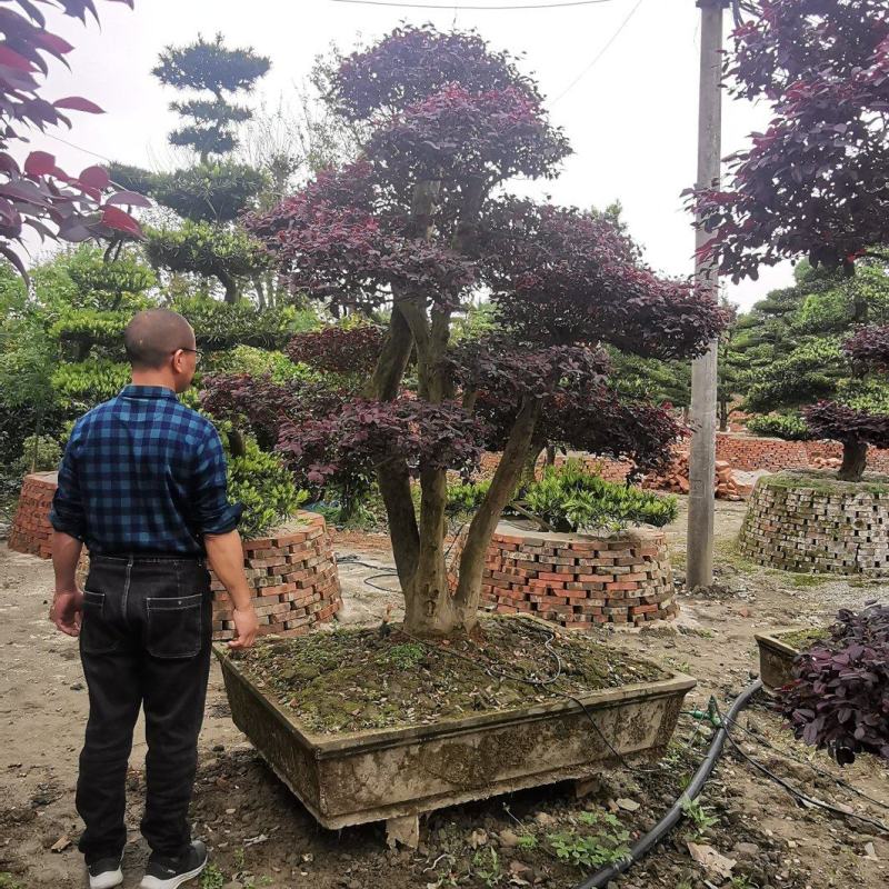 基地直销各规格精品造型红继木桩头，欢迎实地考察
