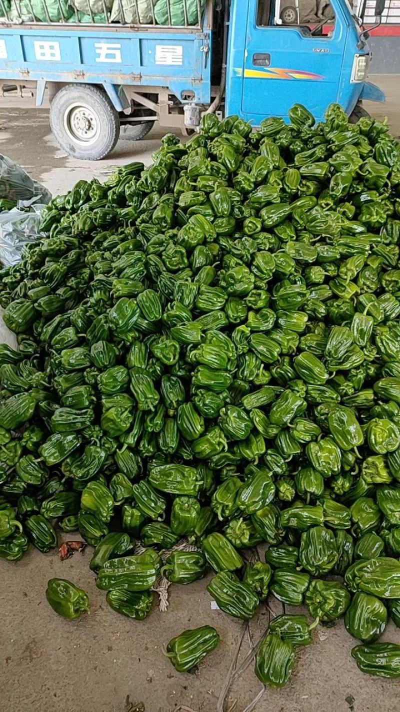 精品圆辣椒（麻辣椒）已大量上市，一手货源。欢迎看货下单。
