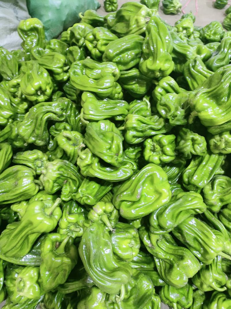 精品圆辣椒（麻辣椒）已大量上市，一手货源。欢迎看货下单。