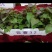普薯32