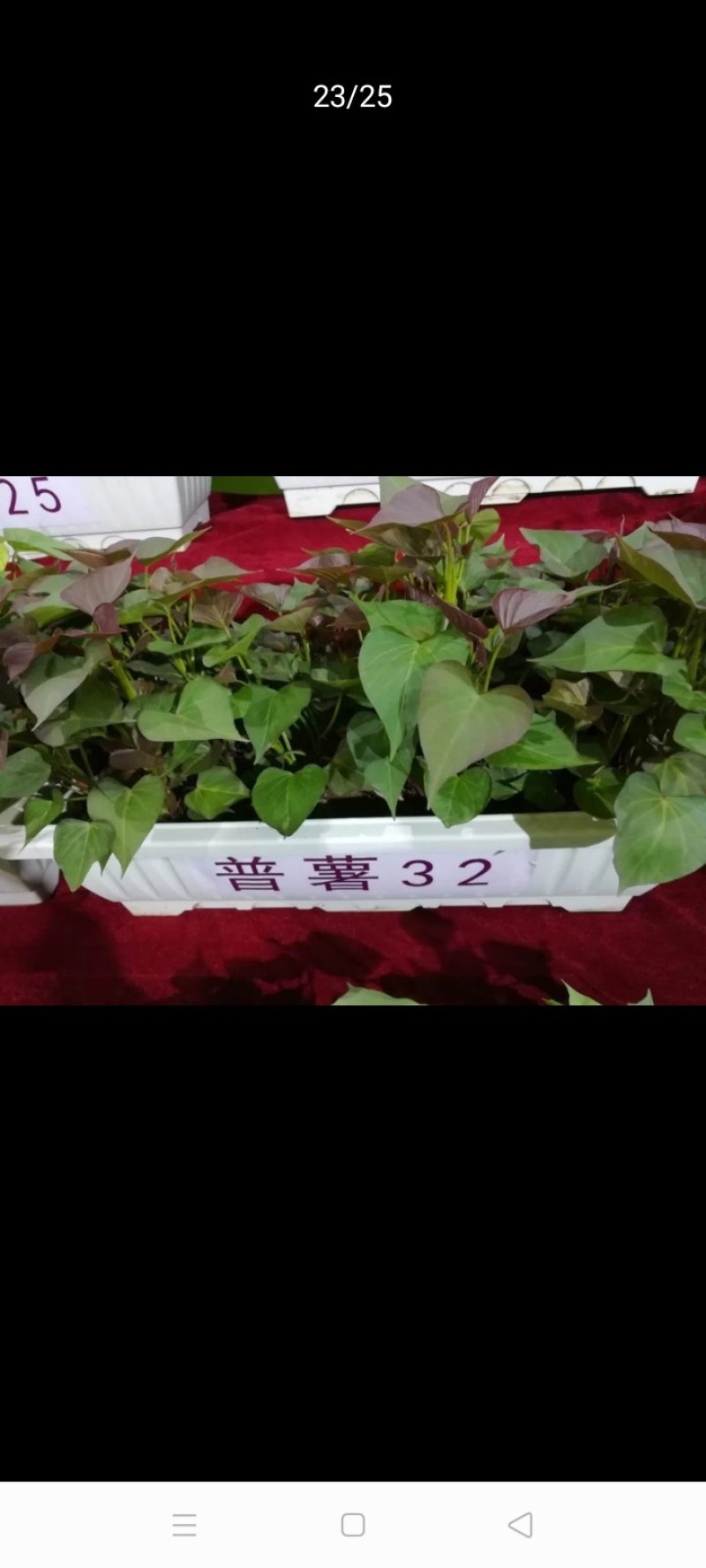 普薯32