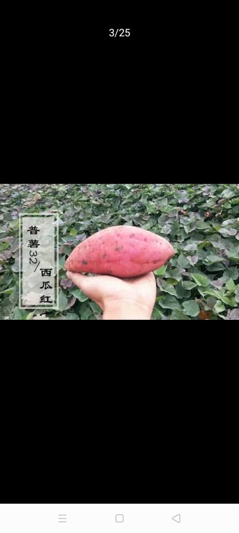 普薯32