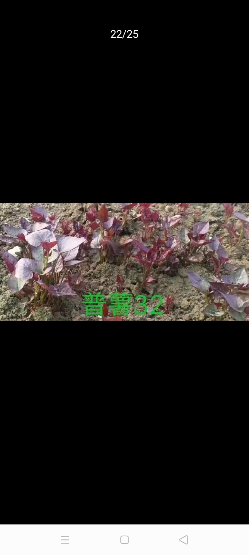 普薯32