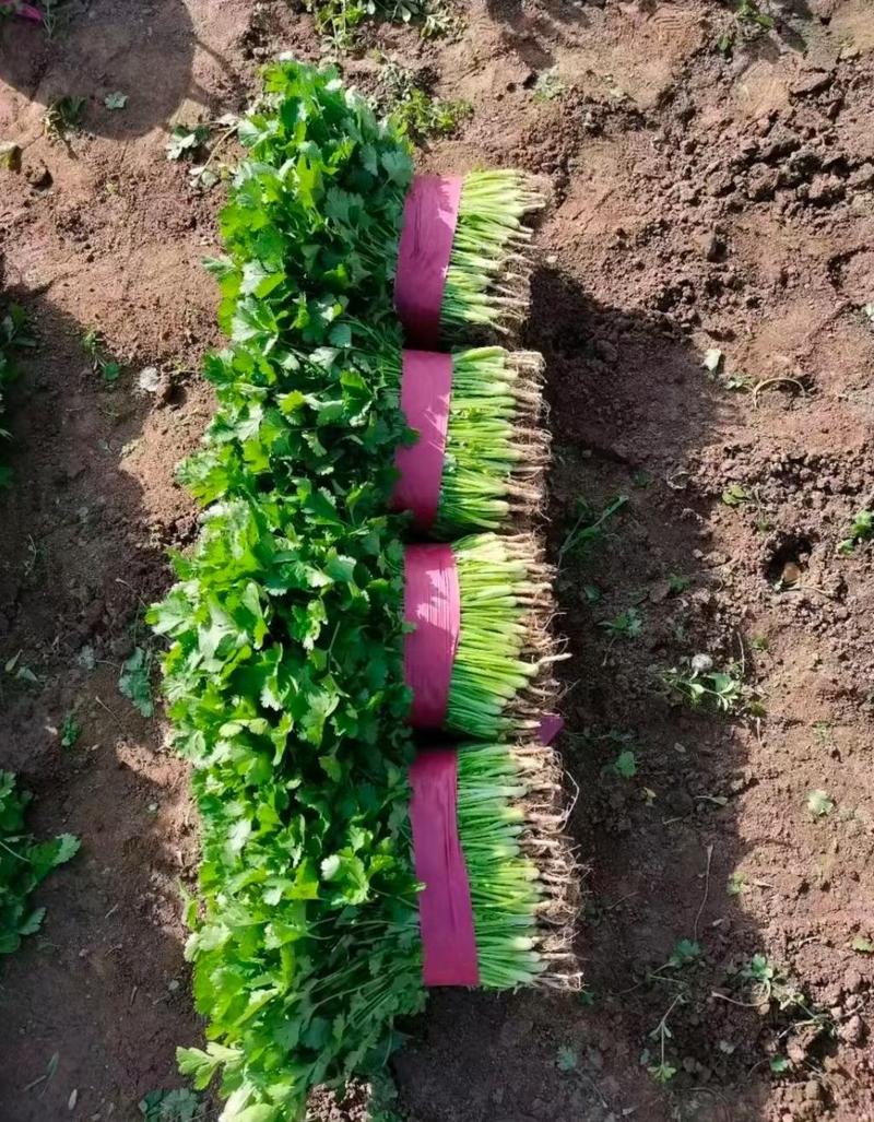精品大叶香菜，25公分高，常年种植，自己有工人，做工精细