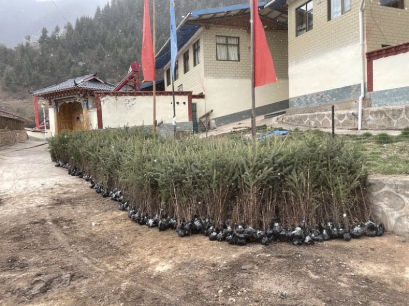 现低价出售大量云杉苗裸根