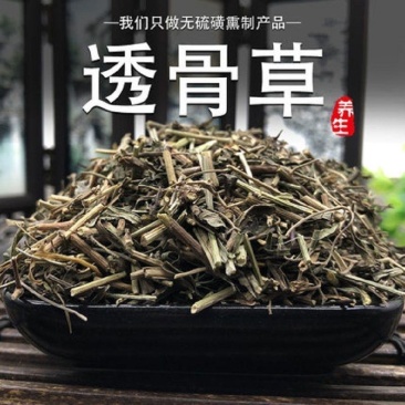 正品透骨草野生可磨透骨草粉中药透骨草珍珠透骨草中药材