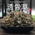 正品透骨草野生可磨透骨草粉中药透骨草珍珠透骨草中药材