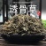 正品透骨草野生可磨透骨草粉中药透骨草珍珠透骨草中药材