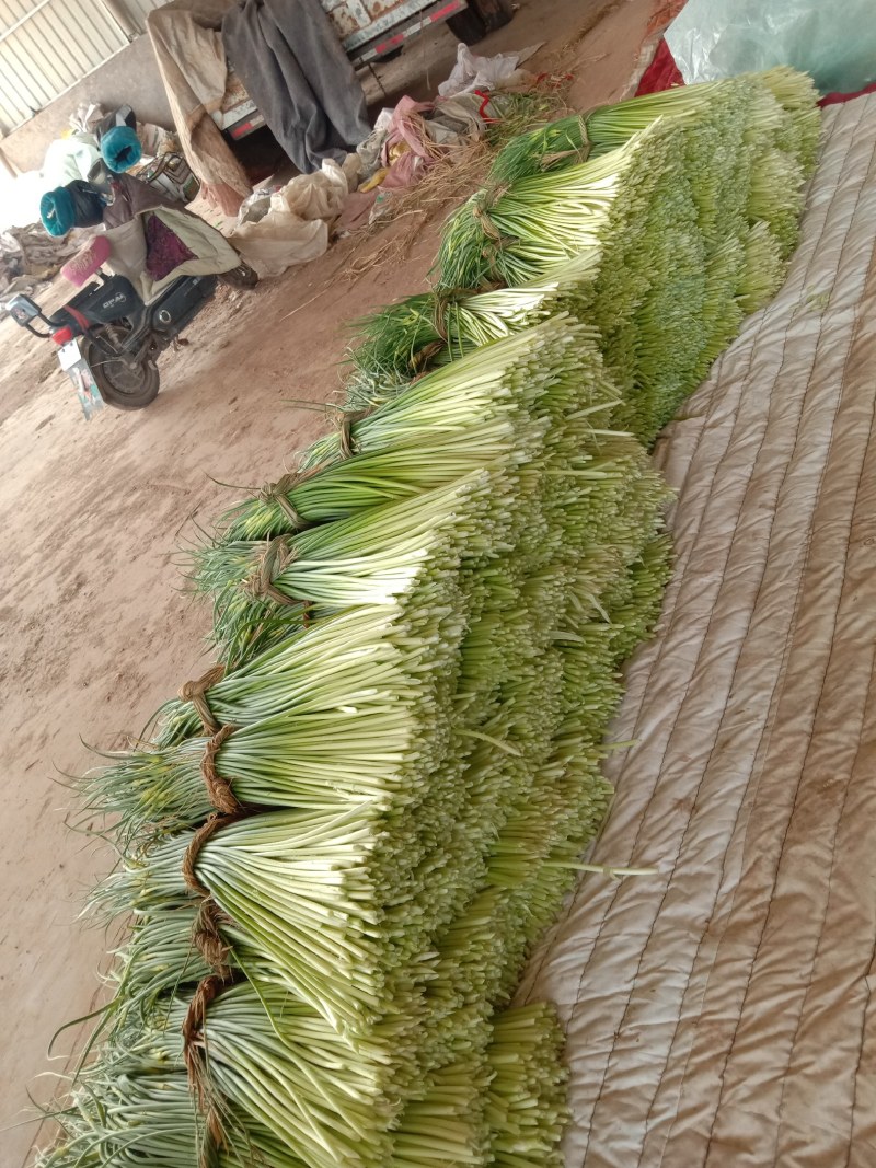 头茬白帽蒜薹