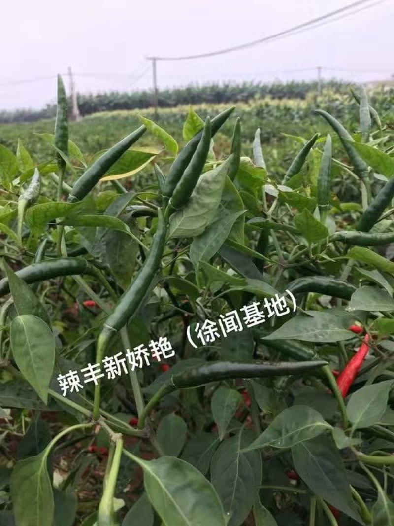 辣丰火辣辣2号朝天椒种子，1000粒，大果型，红果艳亮