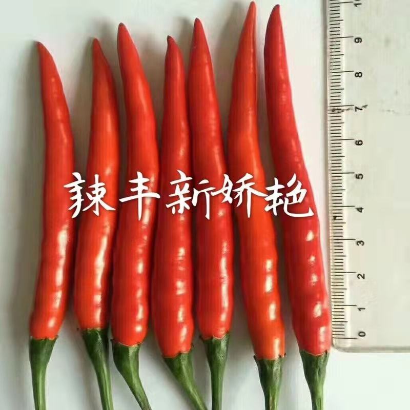 辣丰火辣辣2号朝天椒种子，1000粒，大果型，红果艳亮