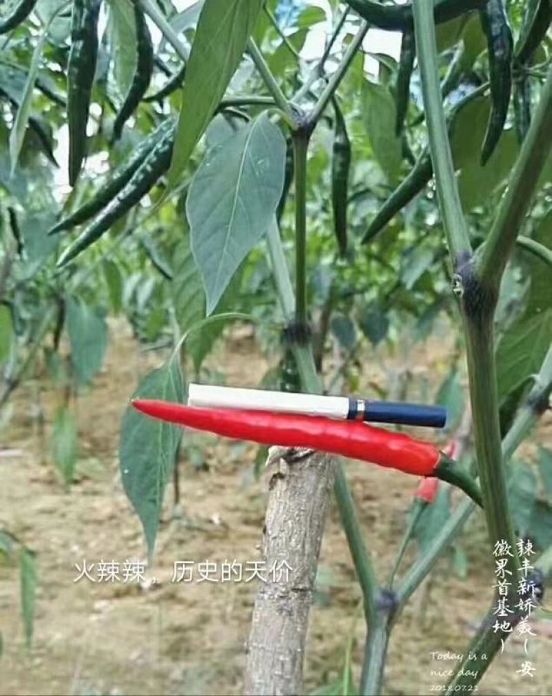辣丰火辣辣2号朝天椒种子，1000粒，大果型，红果艳亮