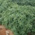 辣丰火辣辣2号朝天椒种子，1000粒，大果型，红果艳亮