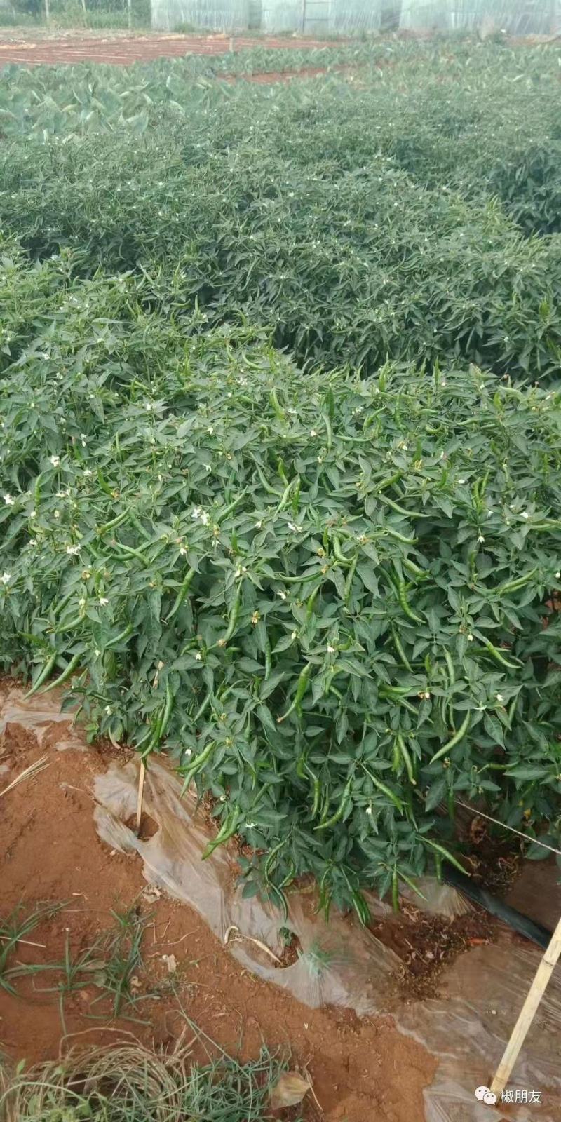 辣丰火辣辣2号朝天椒种子，1000粒，大果型，红果艳亮
