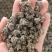 猫爪草新货猫爪草大货批发零售地道中药材