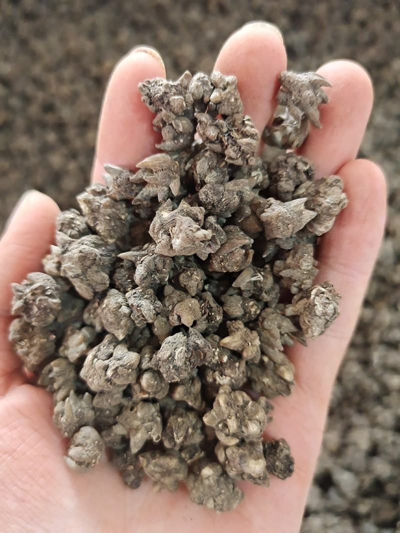猫爪草新货猫爪草大货批发零售地道中药材