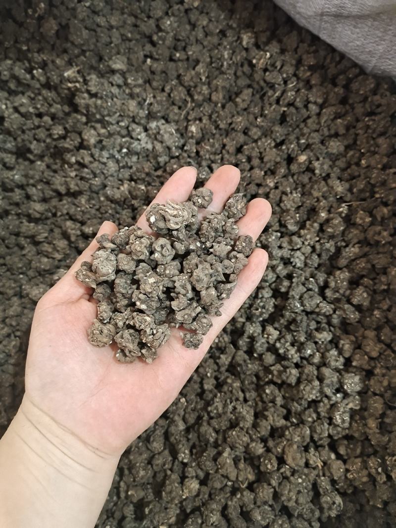 猫爪草新货猫爪草大货批发零售地道中药材