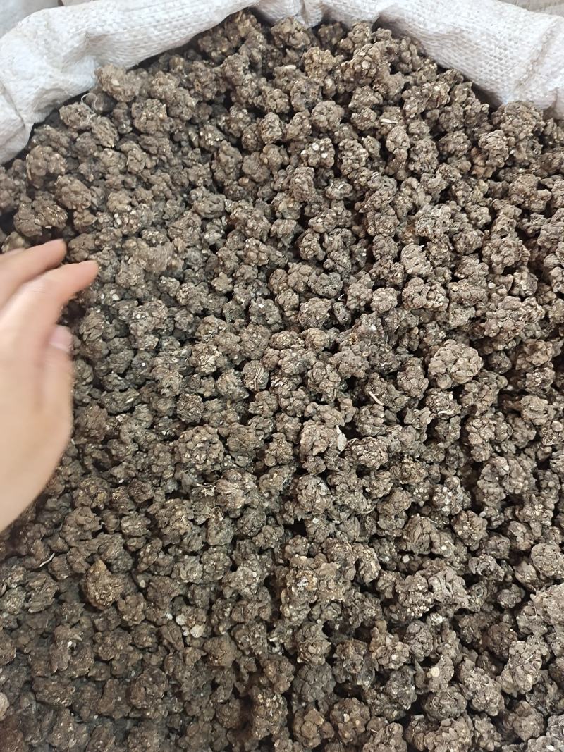猫爪草新货猫爪草大货批发零售地道中药材