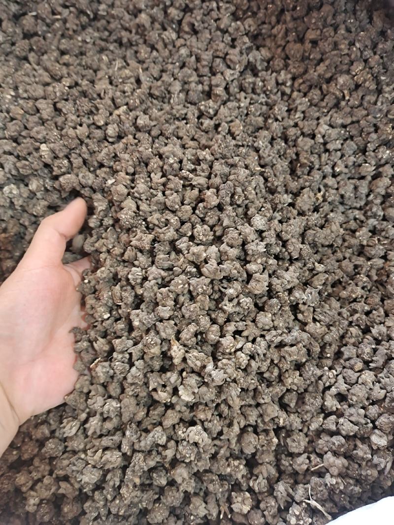 猫爪草新货猫爪草大货批发零售地道中药材