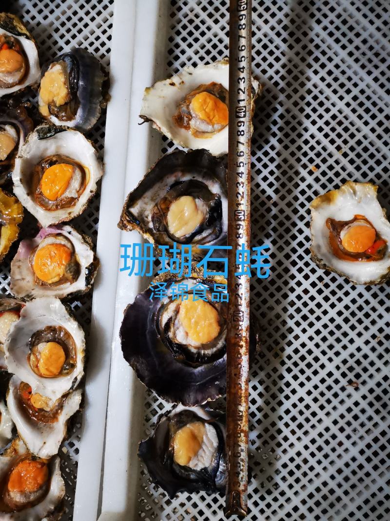 生蚝(珊瑚石蚝)，产地：广西北海市涠洲岛