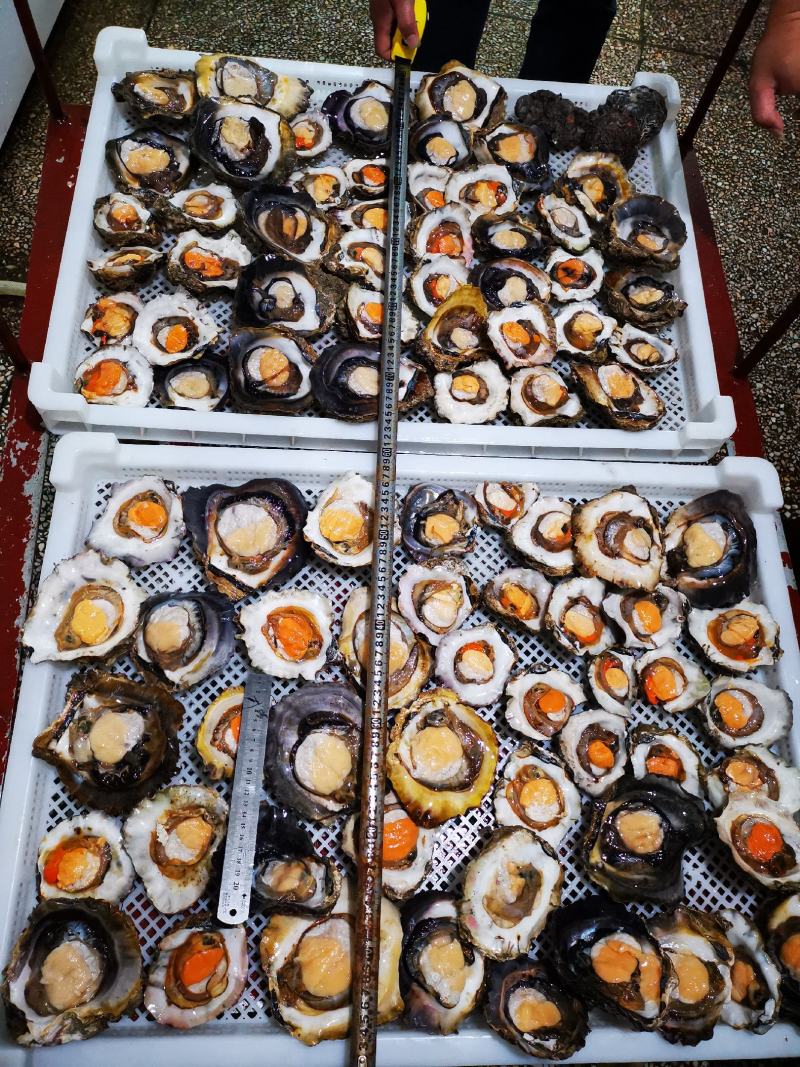生蚝(珊瑚石蚝)，产地：广西北海市涠洲岛