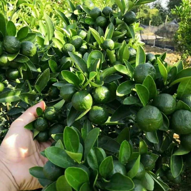 海南小青桔树苗奶茶店用果四季结果包正宗