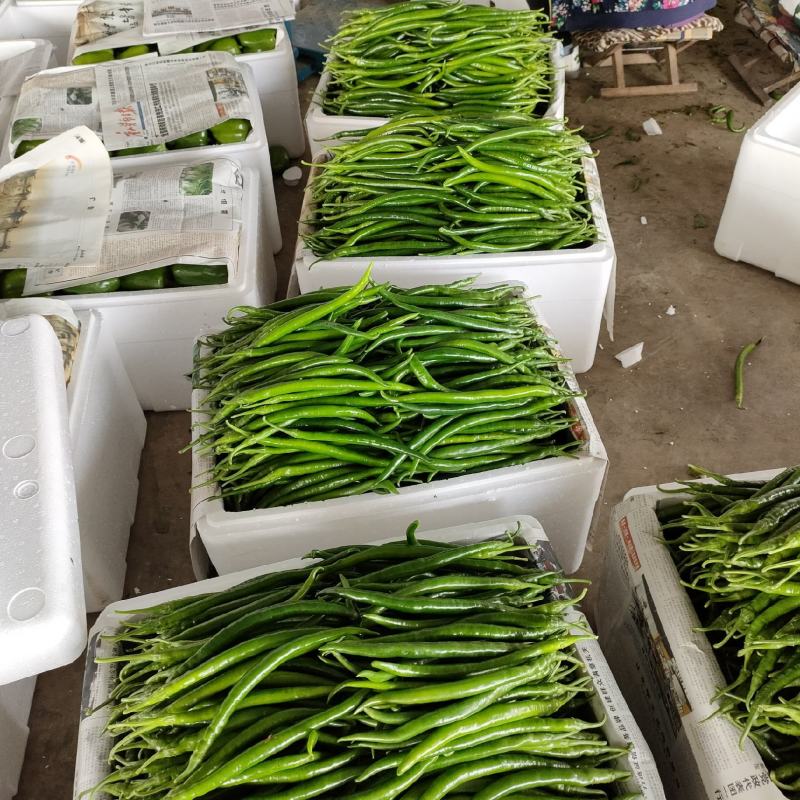 本地线椒大量上市。颜色绿条直，货源充足，价位合理。