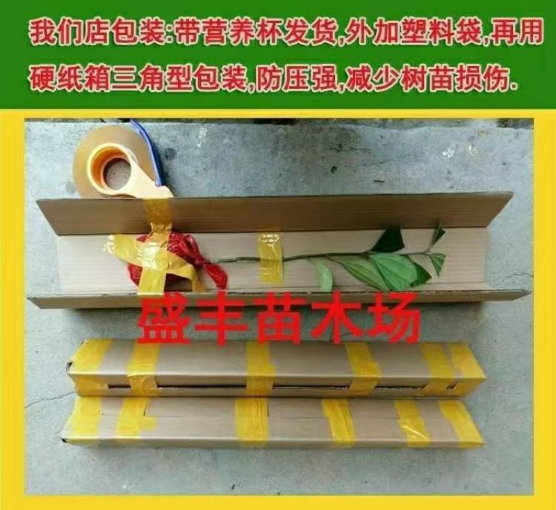 海南小青桔树苗奶茶店用果四季结果包正宗