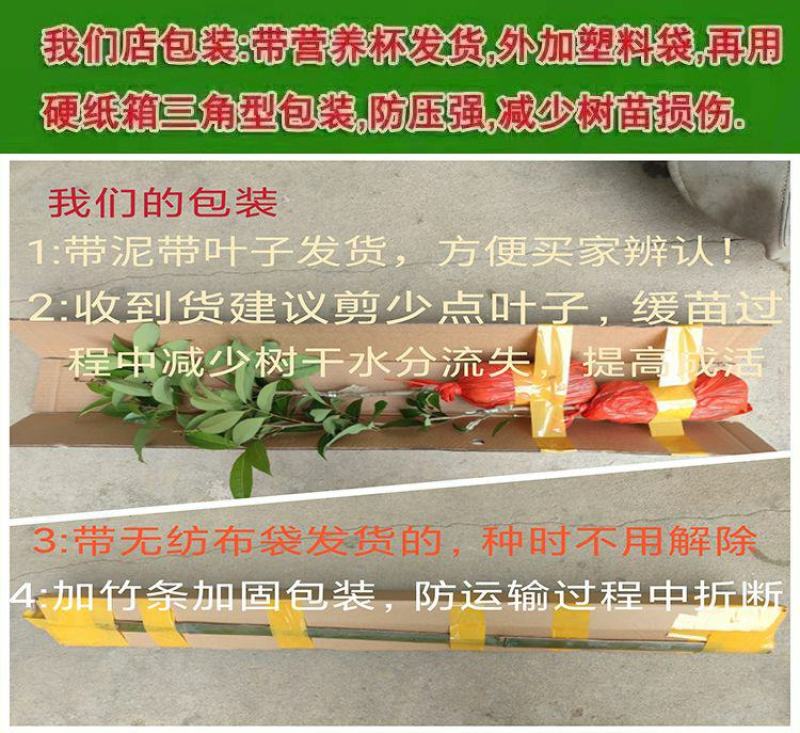海南小青桔树苗奶茶店用果四季结果包正宗