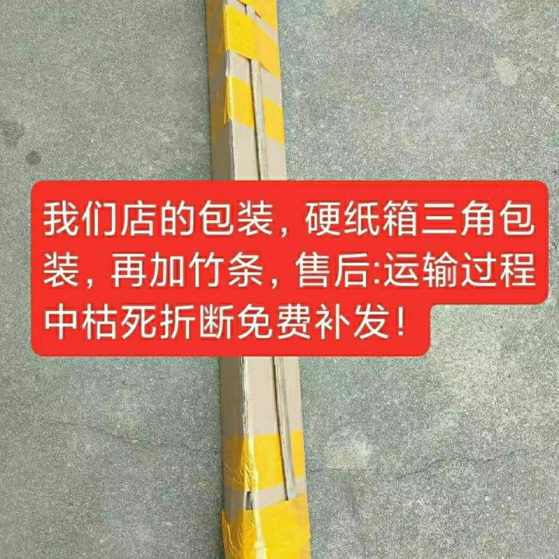 海南小青桔树苗奶茶店用果四季结果包正宗