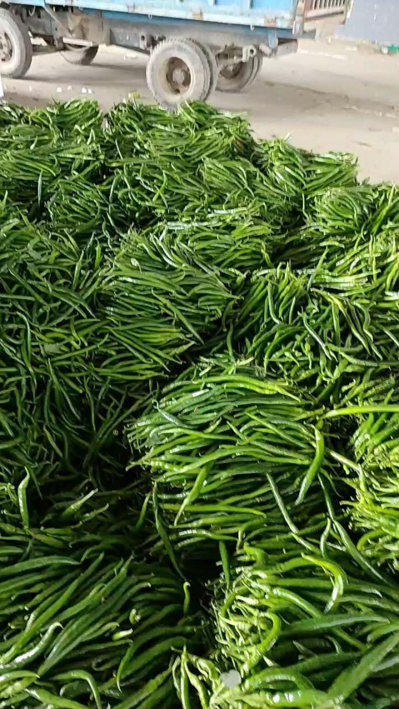 本地线椒大量上市。颜色绿条直，货源充足，价位合理。